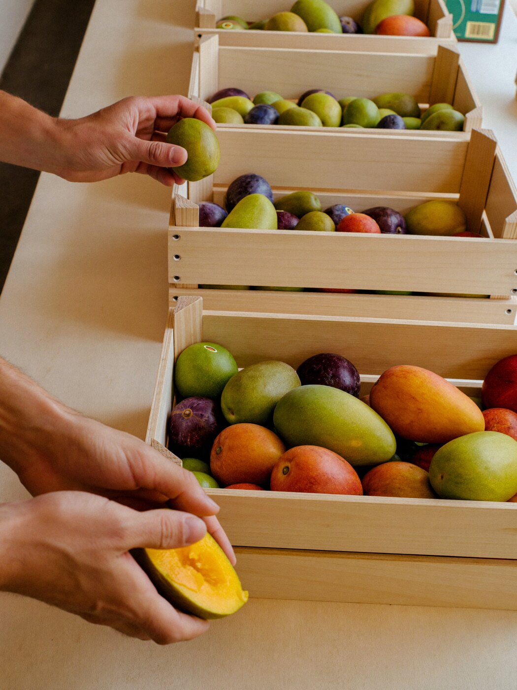 Hands grading mangoes into wooden crates