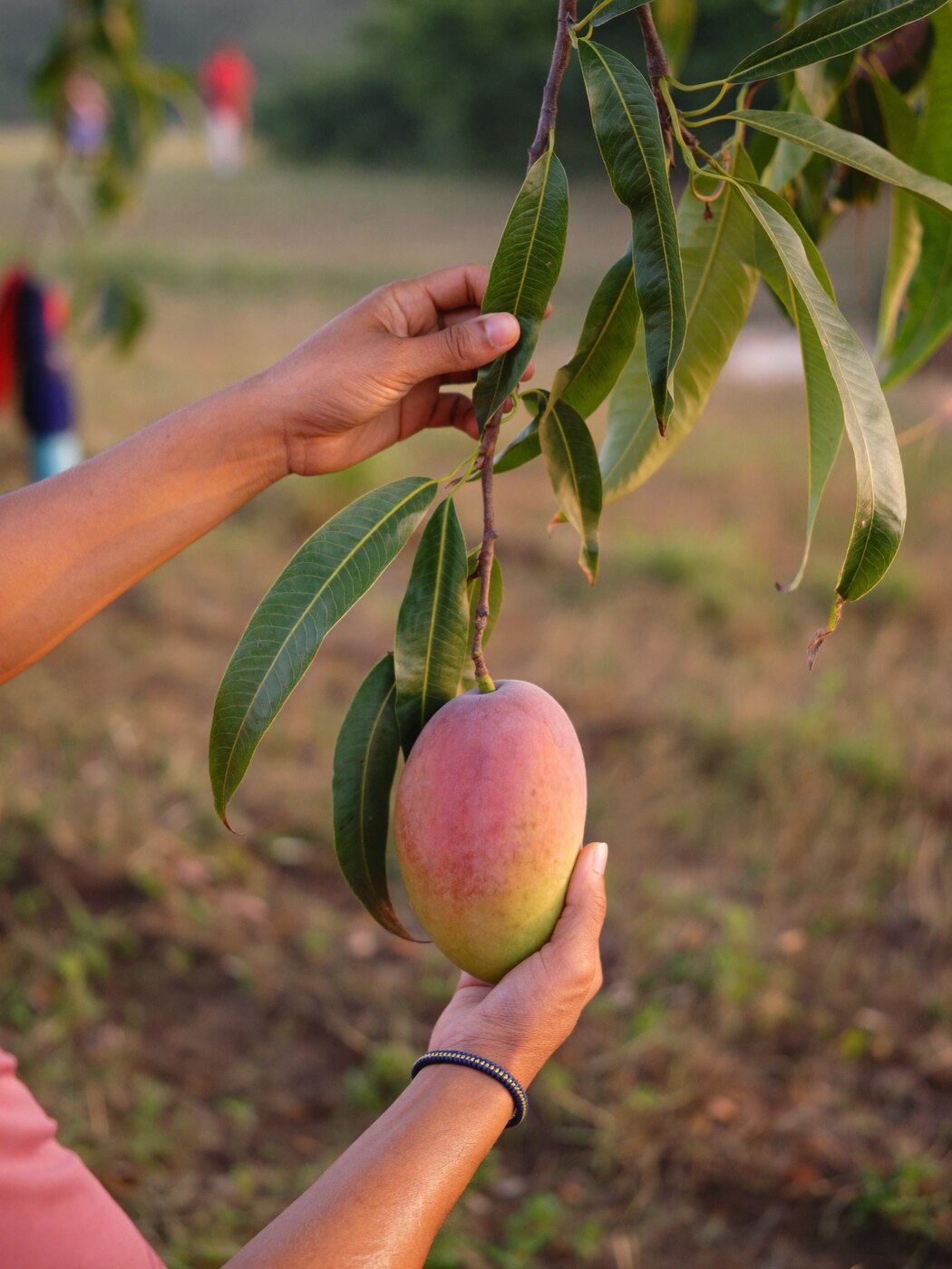 A hand harvesting a ripe mango from the branch