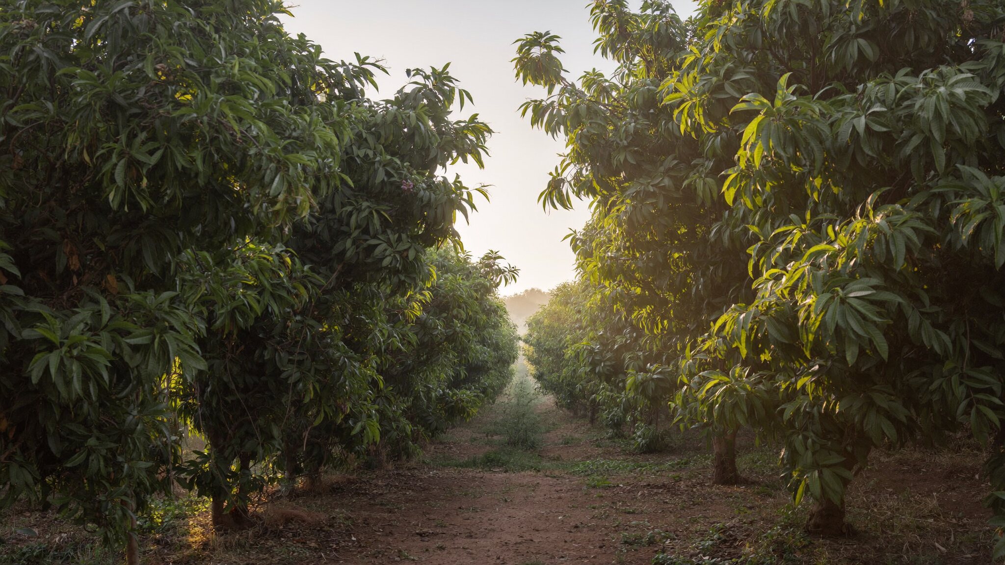 Rows of mango trees heavy with fruit in an Indian orchard at first light