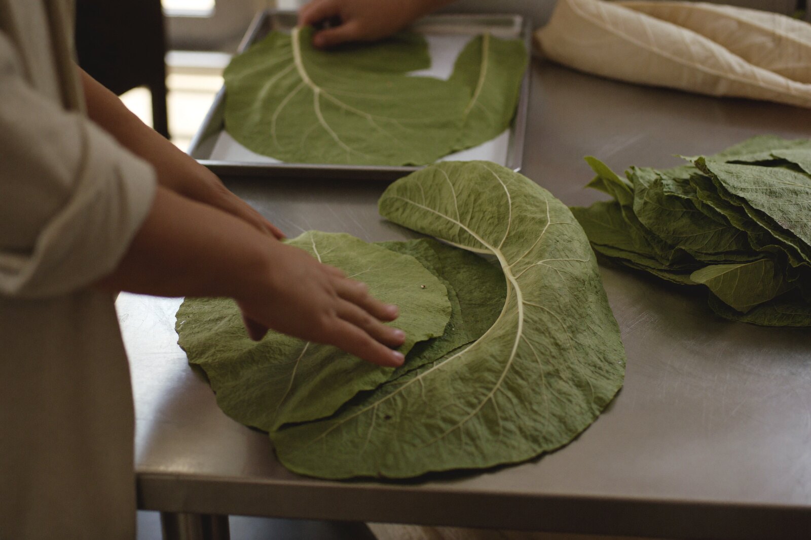 Hands sorting fresh moringa leaves on a steel table