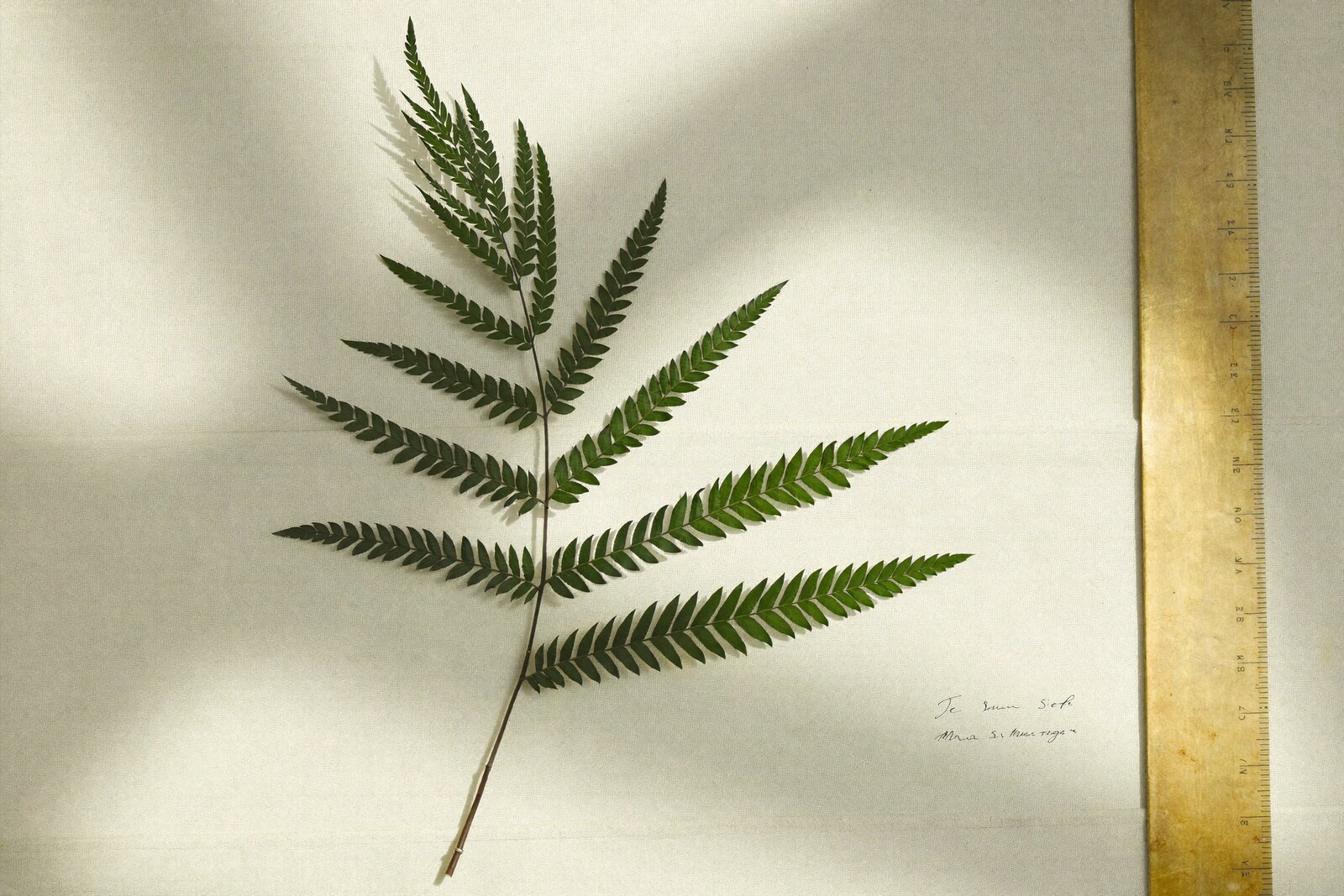 A pressed moringa leaf sprig on ivory linen beside a brass rule